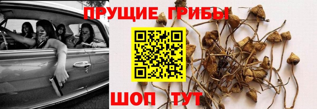 Галлюциногенные грибы GOLDEN TEACHER  закладки  Петрозаводск  Вход с VPN  Псилоцибиновые грибы Magic Shrooms 